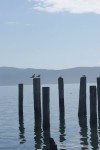 Labor day 2014 – Garibaldi Oregon
