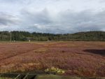 Grayland Beach State Park – October 2016